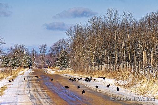 Murder, He Shot_04529.jpg - Photographed near Merrickville, Ontario, Canada.